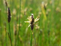 Eleocharis uniglumis 5, Slanke waterbies, Saxifraga-Ed Stikvoort