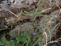Eleusine indica 11, Plat handjesgras, Saxifraga-Ed Stikvoort