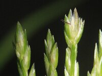 Eleusine indica 4, Plat handjesgras, Saxifraga-Rutger Barendse