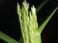 Eleusine indica 5, Plat handjesgras, Saxifraga-Rutger Barendse