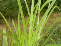 Eleusine indica 8, Plat handjesgras, Saxifraga-Rutger Barendse