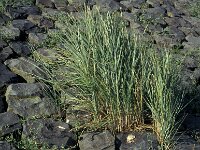 Elymus farctus ssp boreoatlanticus , Sand Couch