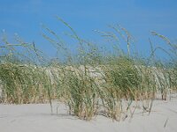 Elymus farctus ssp boreoatlanticus 10, Biestarwegras, Saxifraga-Ed Stikvoort
