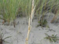 Elymus farctus ssp boreoatlanticus 11, Biestarwegras, Saxifraga-Rutger Barendse