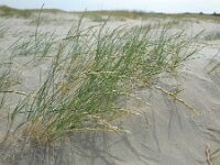 Elymus farctus ssp boreoatlanticus 15, Biestarwegras, Saxifraga-Ed Stikvoort