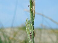 Elymus farctus ssp boreoatlanticus 17, Biestarwegras, Saxifraga-Ed Stikvoort