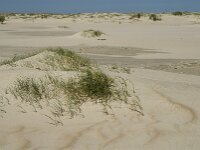 Elymus farctus ssp boreoatlanticus 3, Biestarwegras, Saxifraga-Jan van der Straaten