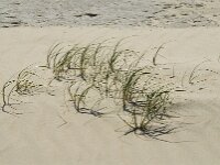 Elymus farctus ssp boreoatlanticus 4, Biestarwegras, Saxifraga-Jan van der Straaten