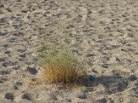 Elymus farctus ssp boreoatlanticus 5, Biestarwegras, Saxifraga-Jasenka Topic
