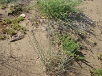 Elymus farctus ssp boreoatlanticus 6, Biestarwegras, Saxifraga-Jasenka Topic