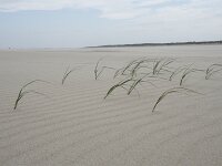 Elymus farctus ssp boreoatlanticus 7, Biestarwegras, Saxifraga-Willem van Kruijsbergen