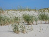 Elymus farctus ssp boreoatlanticus 9, Biestarwegras, Saxifraga-Ed Stikvoort