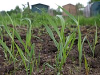 Elymus repens 3, Kweek, Saxifraga-Hans Dekker