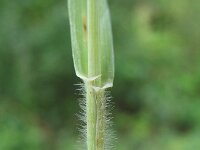 Elymus repens 7, Kweek, Saxifraga-Rutger Barendse