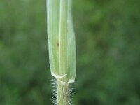 Elymus repens 9, Kweek, Saxifraga-Rutger Barendse