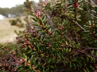 Empetrum nigrum 14, Kraaihei, Saxifraga-Ed Stikvoort