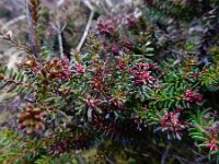 Empetrum nigrum 20, Kraaihei, Saxifraga-Ed Stikvoort