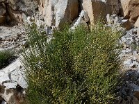 Ephedra procera 2, Saxifraga-Ed Stikvoort : Kapan - Mehgri A900