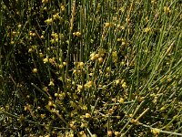 Ephedra procera 3, Saxifraga-Ed Stikvoort : Kapan - Mehgri A900