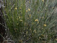 Ephedra procera 4, Saxifraga-Ed Stikvoort : Jerevan - Areni - Noravank A900