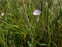 Epilobium palustre 12, Moerasbasterdwederik, Saxifraga-Ed Stikvoort