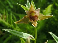 Epipactis veratrifolia 3, Saxifraga-Ed Stikvoort