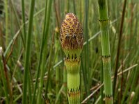 Equisetum fluviatile 39, Holpijp, Saxifraga-Ed Stikvoort