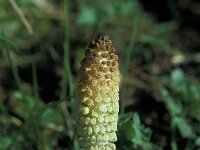 Equisetum telmateia 44, Reuzenpaardenstaart, Saxifraga-Jan van der Straaten
