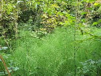 Equisetum telmateia 45, Reuzenpaardenstaart, Saxifraga-Ben Delbaere