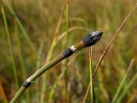 Equisetum variegatum 19, Bonte paardenstaart, Saxifraga-Jelle van Dijk