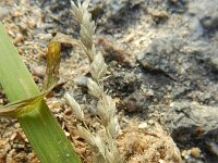 Eragrostis cilianensis