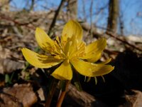 Eranthis cilicica 4, Fijngekraagde winterakoniet, Saxifraga-Ed Stikvoort : Eranthis cilicica Eiland van Brienenoord