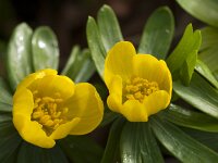 Eranthis hyemalis 32, Winterakoniet, Saxifraga-Jan Nijendijk