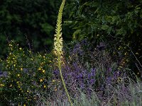 Eremurus spectabilis 5, Saxifraga-Ed Stikvoort : Hagtap - Stepanapan - Gyumri A900