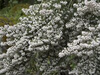 Erica arborea 41, Saxifraga-Willem van Kruijsbergen