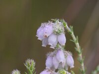Erica tetralix 23, Gewone dophei, Saxifraga-Jan Nijendijk