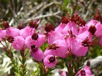 Erica umbellata 11, Saxifraga-Hans Grotenhuis