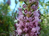 Erica vagans 4, Zwerfhei, Saxifraga-Ed Stikvoort : Poncebos - Cordiñanes de Valdeón s9900
