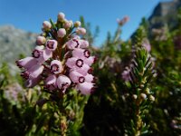 Erica vagans 6, Zwerfhei, Saxifraga-Ed Stikvoort : Refugio de Aliva - Sotres s9900