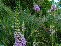 Erica vagans 8, Zwerfhei, Saxifraga-Ed Stikvoort : Poncebos - Cordiñanes de Valdeón s9900