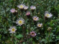 Erigeron acris 16, Scherpe fijnstraal, Saxifraga-Ed Stikvoort