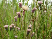 Erigeron acris 2, Scherpe fijnstraal, Saxifraga-Rutger Barendse