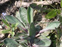 Erigeron acris 44, Scherpe fijnstraal, Saxifraga-Rutger Barendse