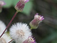 Erigeron acris 45, Scherpe fijnstraal, Saxifraga-Rutger Barendse
