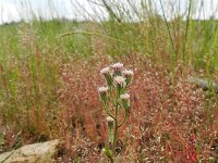Erigeron acris 49, Scherpe fijnstraal, Saxifraga-Rutger Barendse