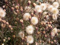 Erigeron acris 5, Scherpe fijnstraal, Saxifraga-Peter Meininger