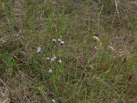 Erigeron acris 56, Scherpe fijnstraal, Saxifraga-Hans Boll