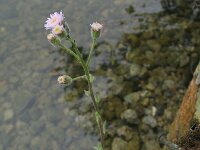 Erigeron acris 9, Scherpe fijnstraal, Saxifraga-Rutger Barendse