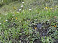 Erigeron acris ssp serotinus 24, Saxifraga-Rutger Barendse