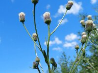 Erigeron acris ssp serotinus 28, Saxifraga-Rutger Barendse